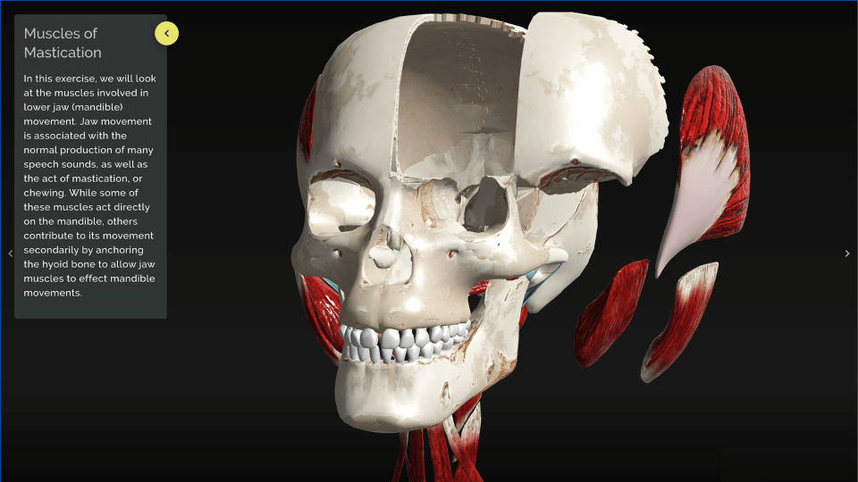 VIVED Anatomy platform model of the muscles of mastication on the skull