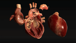 VIVED Anatomy platform model of the heart
