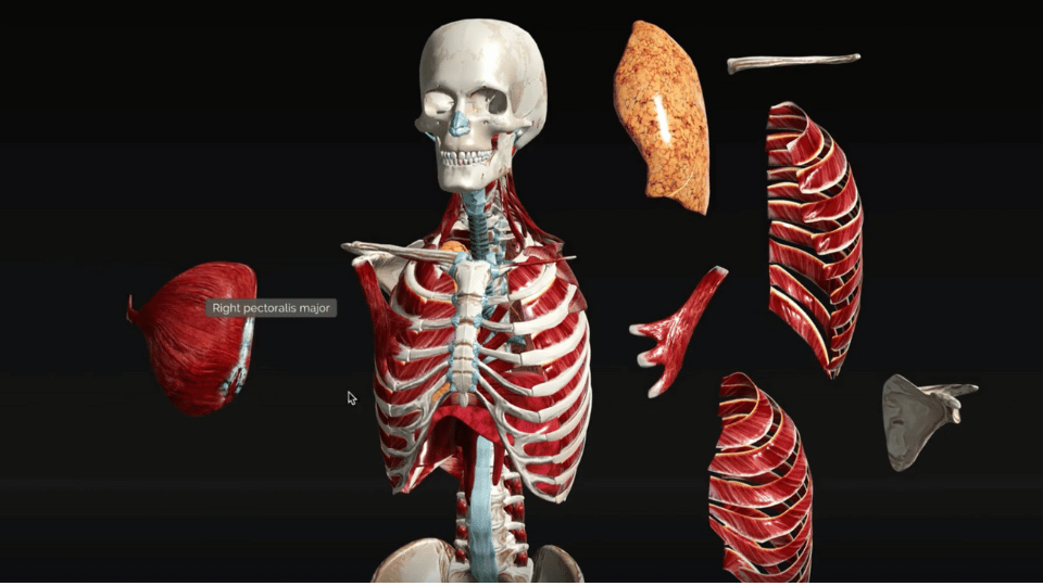 VIVED Anatomy platform model of the respiratory system