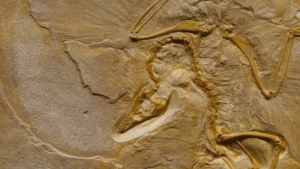 Dinosaur fossil
