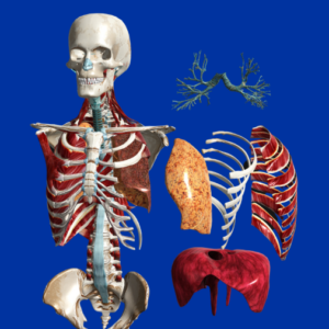VIVED Anatomy model of the respiratory system