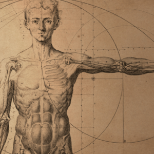 Human Anatomy in the Renaissance, drawing of a man